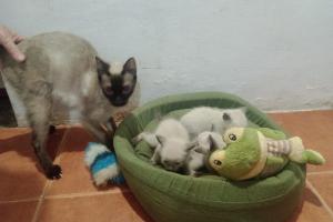 Mascotas Sin datos  Mascotas